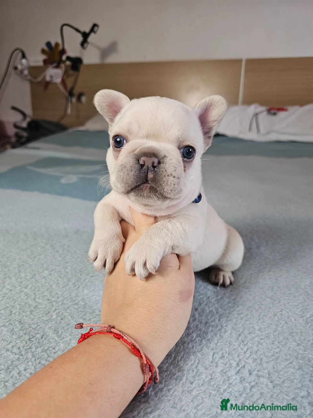 Bulldog Francés perros en venta: Bulldog francés and tan - Anuncio 1