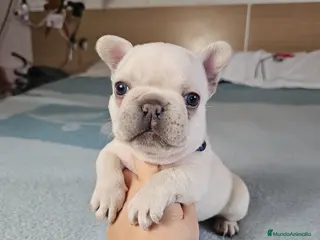 Bulldog Francés perros Bulldog francés and tan - Anuncio 2