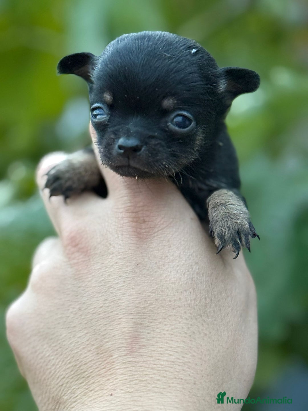 Chihuahua perros en venta: Cachorros Chihuahua toy cabeza manzana - Imagen 5