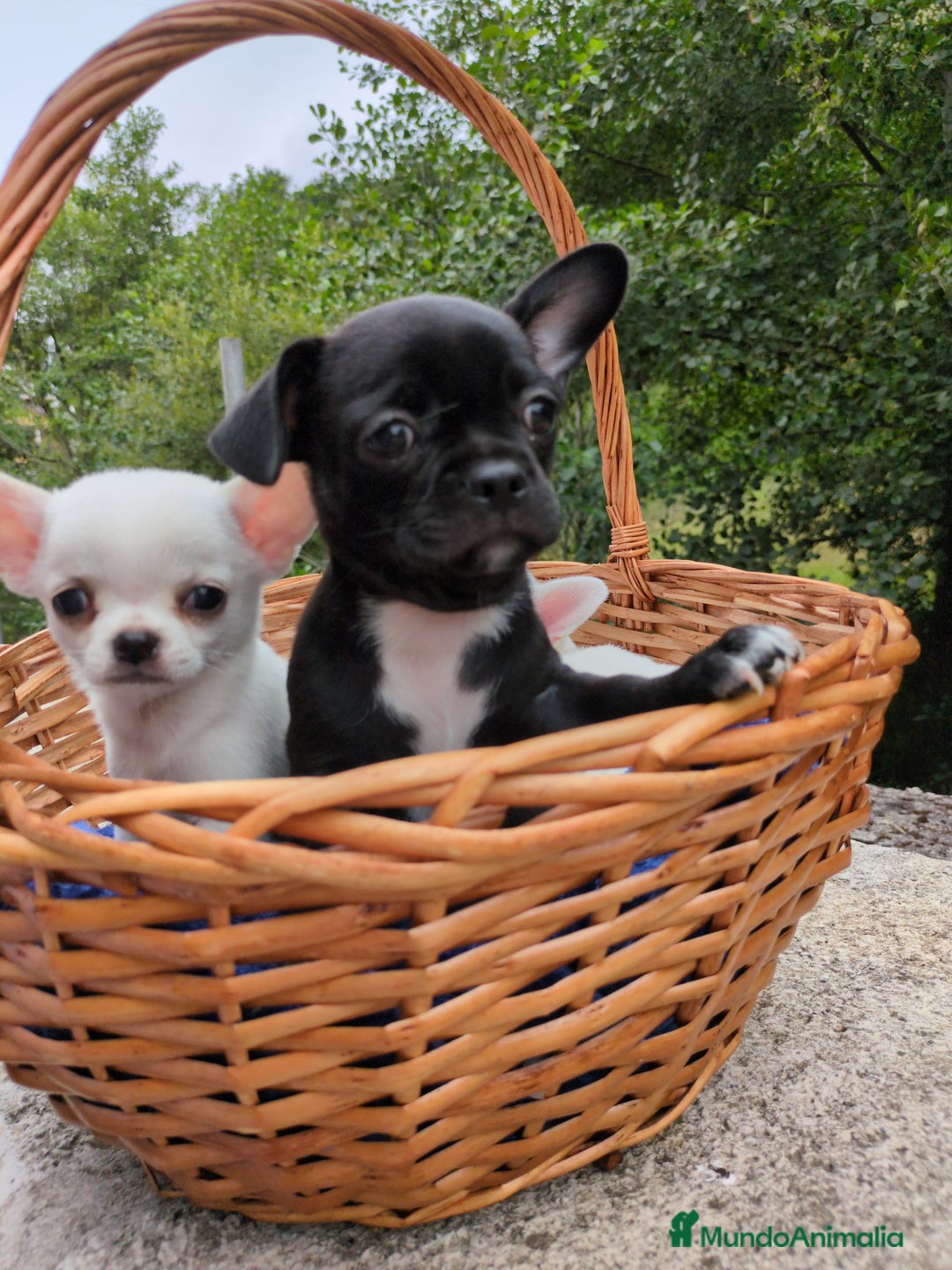 Chihuahua perros en venta: Chihuahuas toy cabeza de manzana - Imagen 24
