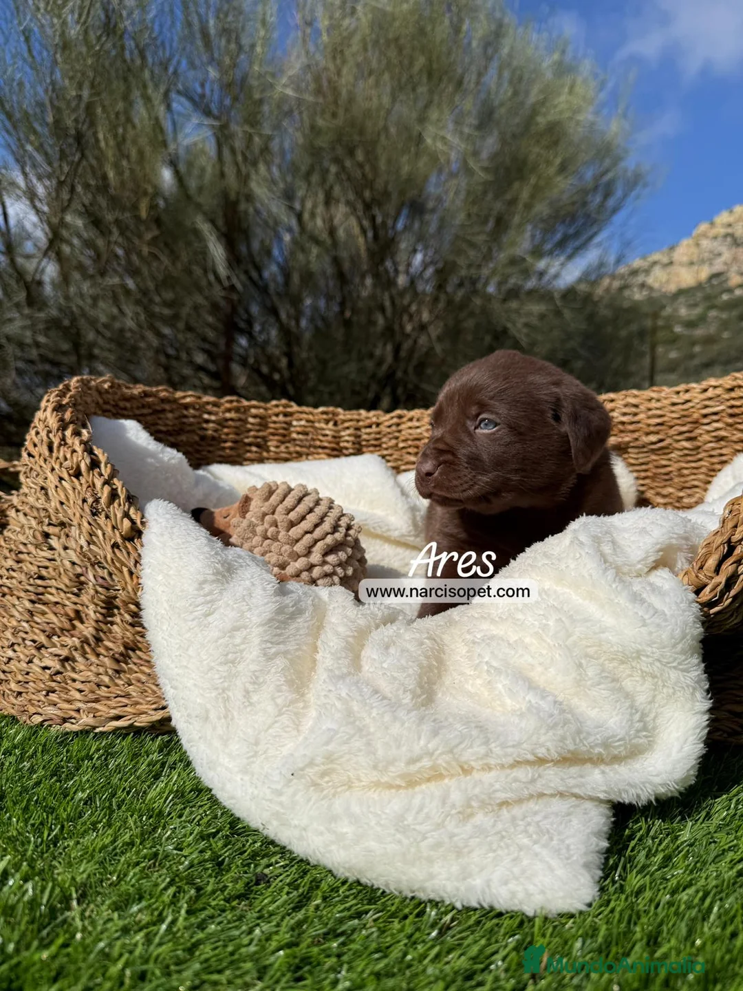 Labrador Retriever perros en venta: LABRADOR CHOCOLATE - Anuncio 2