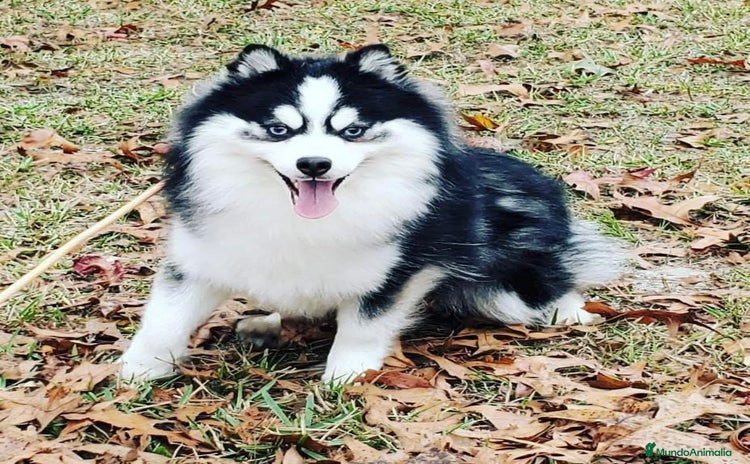 Pomsky perros - Propaganda 1