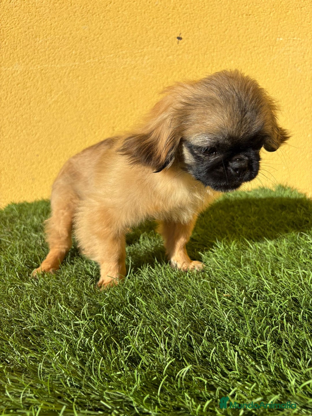 Pekinés perros en venta: Pekines Imperial hembra preciosa es muy pequeñina - Imagen 5