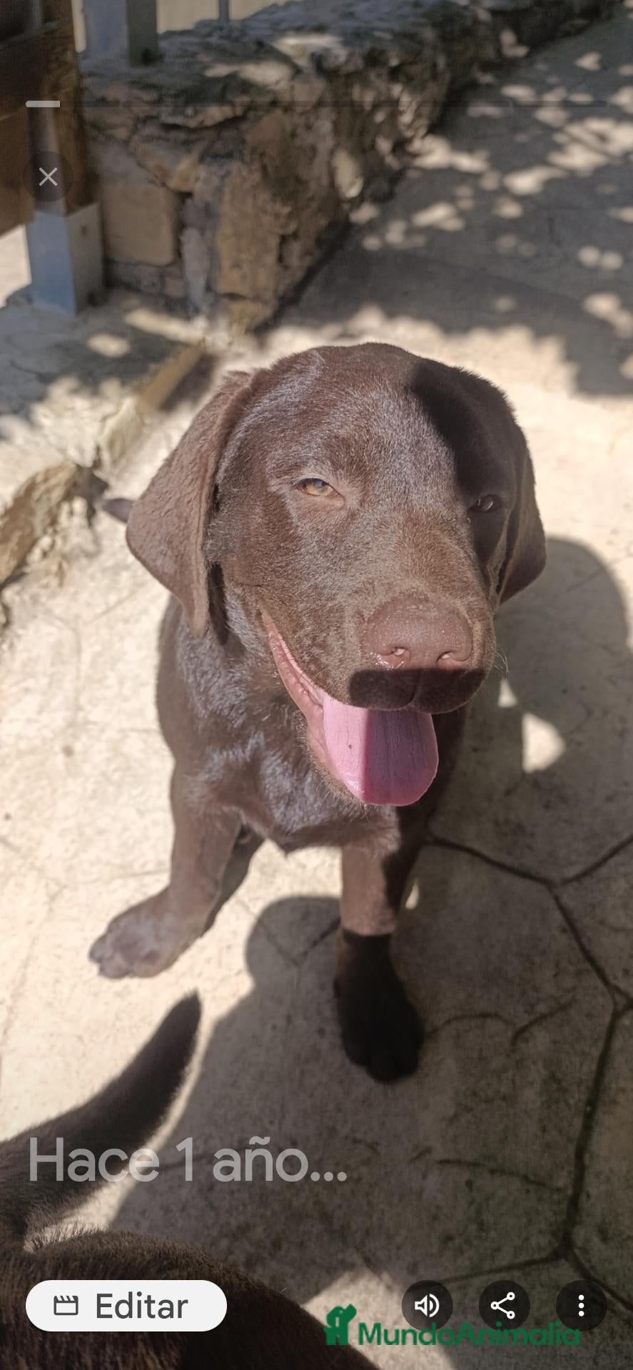Labrador Retriever perros PROXIMA CANADA LABRADOR CHOCOLATE  - Anuncio 1