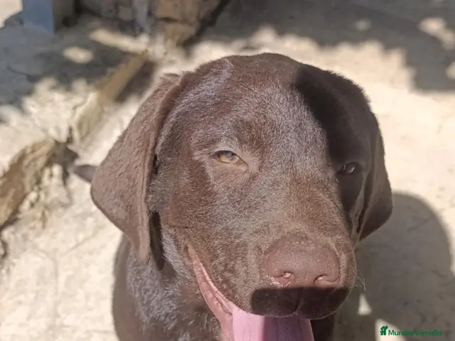 Labrador Retriever perros PROXIMA CANADA LABRADOR CHOCOLATE - Anuncio 5