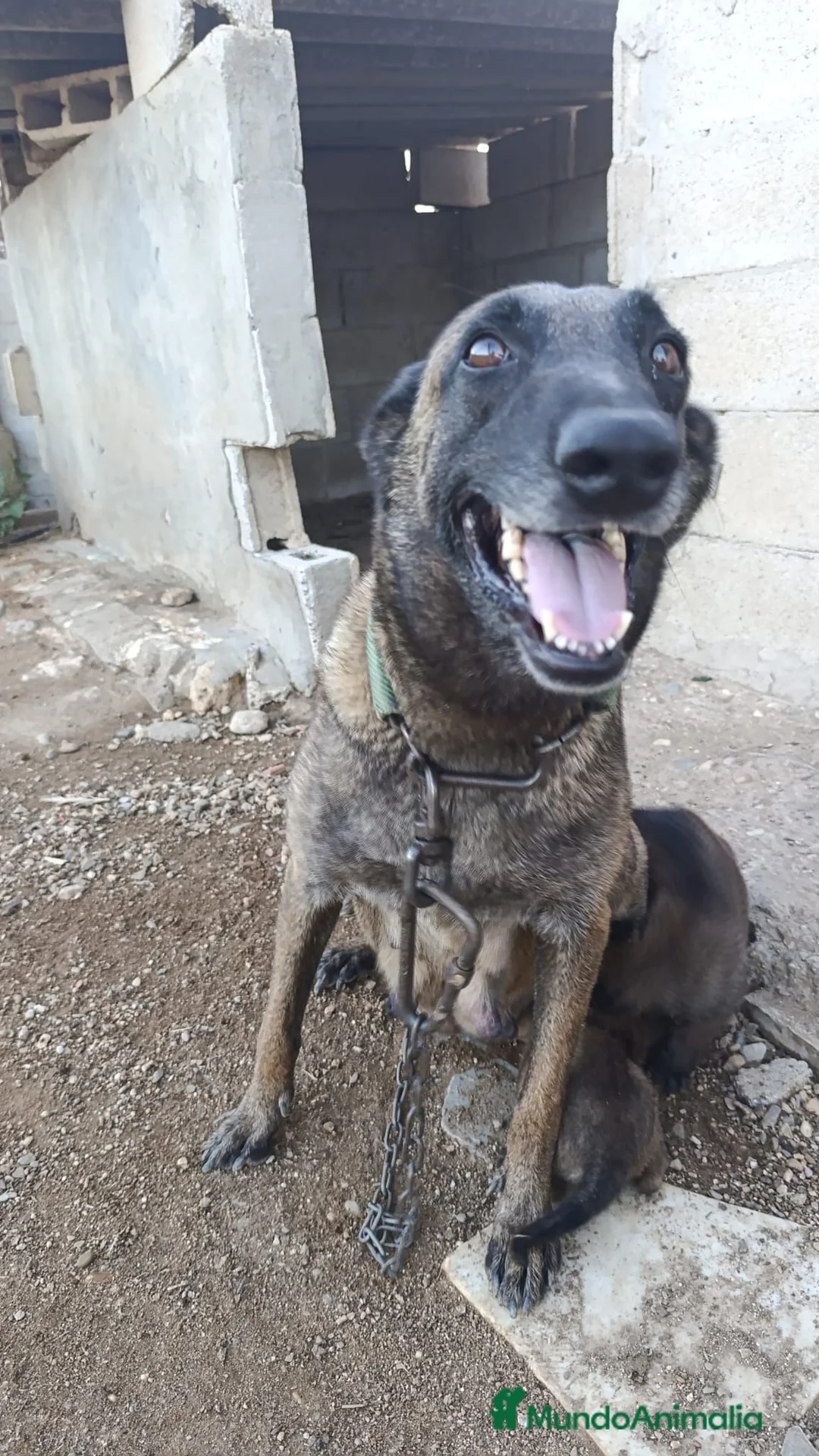 Pastor Belga Malinois perros en venta: Pastores Belgas de Calidad  - Anuncio 5