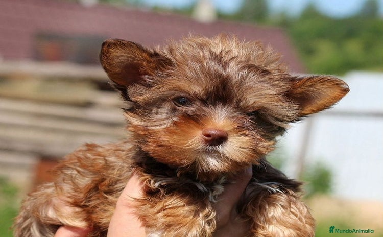 Raza Mixta perros - Anuncio 4