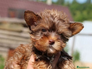 Raza Mixta perros - Anuncio 22