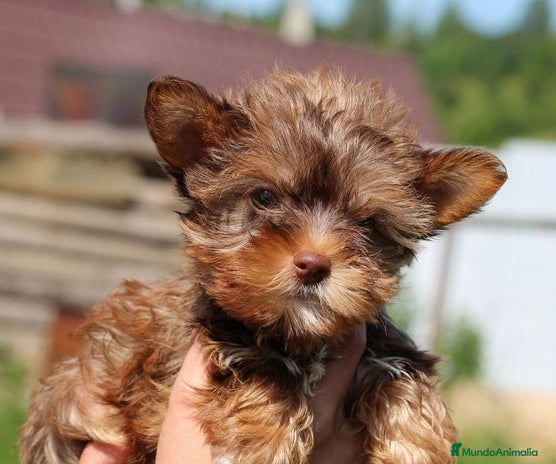 Raza Mixta perros - Anuncio 1