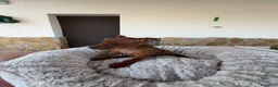 Pinscher Miniatura perros en venta: MINI PINSCHER - Anuncio 4