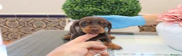 Teckel Miniatura perros en venta: Teckels Miniatura#Calidad, seriedad y seguimiento - Anuncio 12