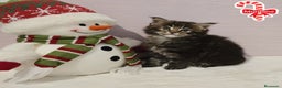Maine Coon gatos en venta: Gatitos maine coon - Anuncio 3