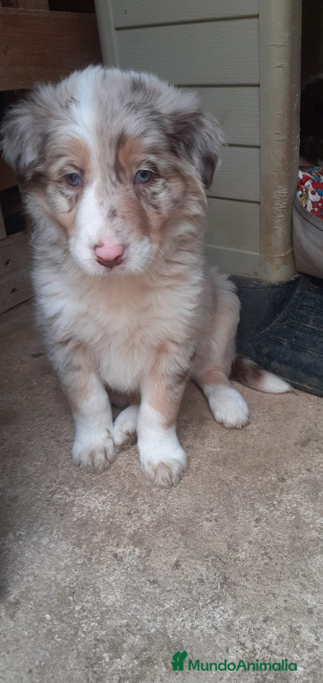 Border Collie perros en venta: Boder collie Madrid - Anuncio 3