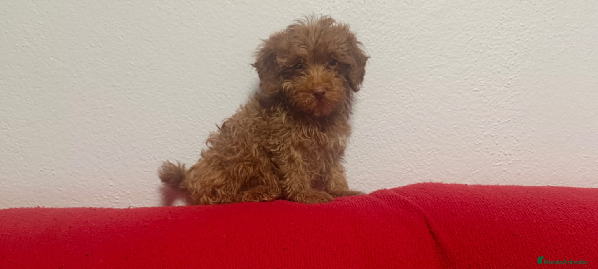 Caniche Toy perros Caniches toy Rojo  - Anuncio 1