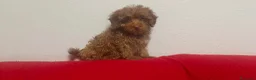 Caniche Toy perros en venta: Caniches toy Rojo  - Anuncio 1