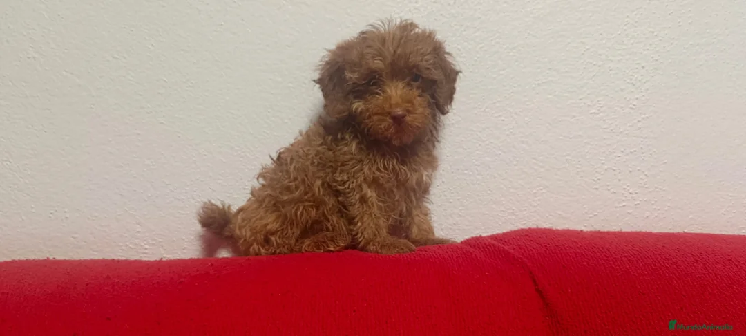 Caniche Toy perros en venta: Caniches toy Rojo  - Anuncio 1