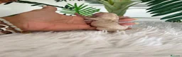 Maltipoo perros en venta: MALTIPOO COREANOS - Anuncio 7
