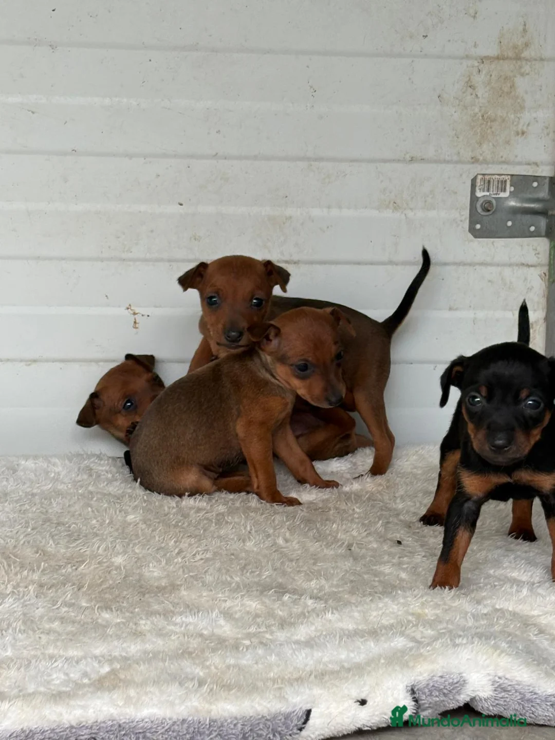 Pinscher Miniatura perros en venta: Mini pincher - Anuncio 2