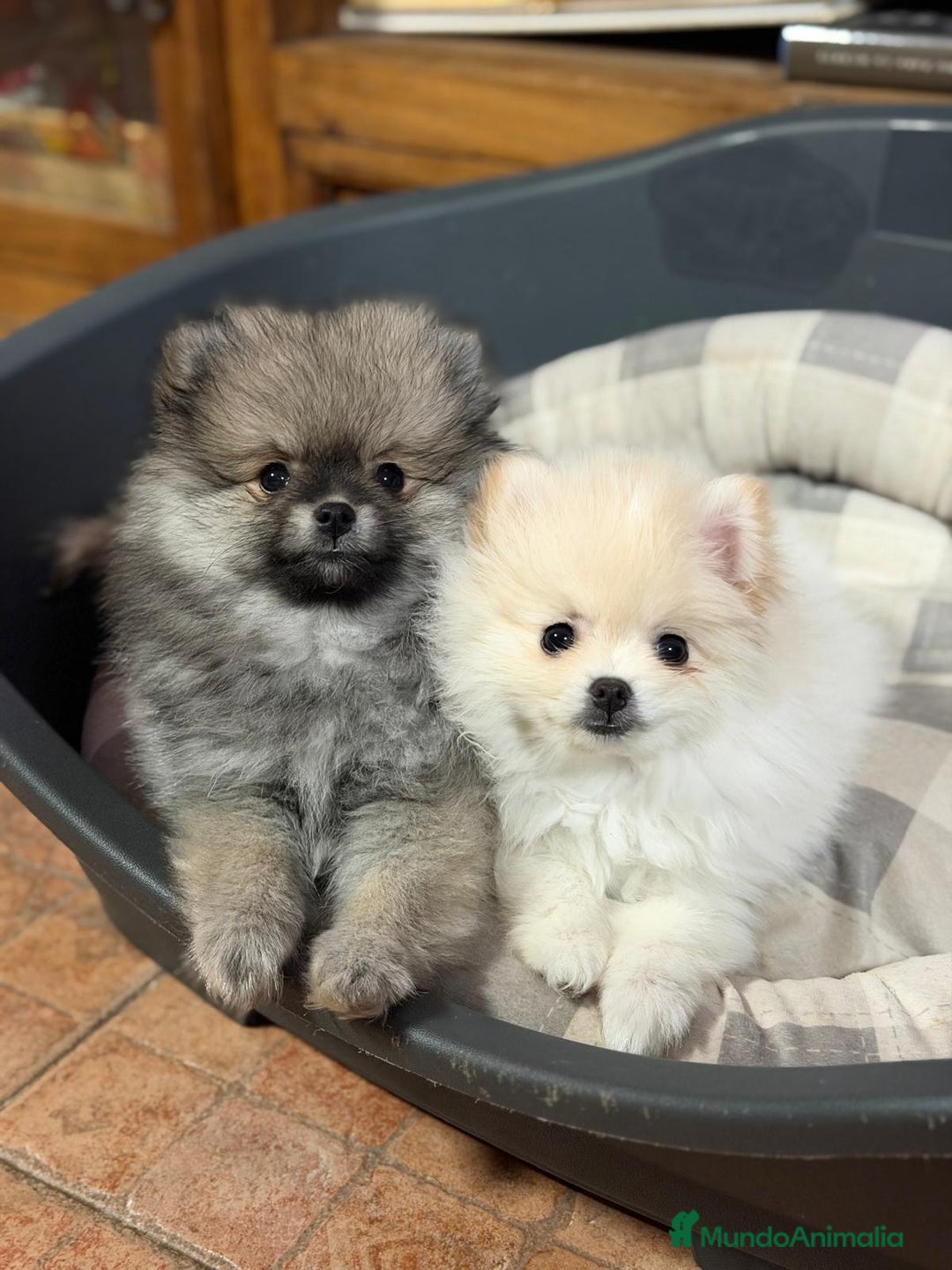 Pomerania perros en venta: Lulu pomerania toy - Anuncio 1