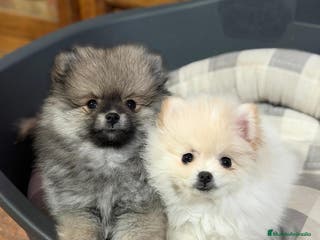 Pomerania perros Lulu pomerania toy - Anuncio 10