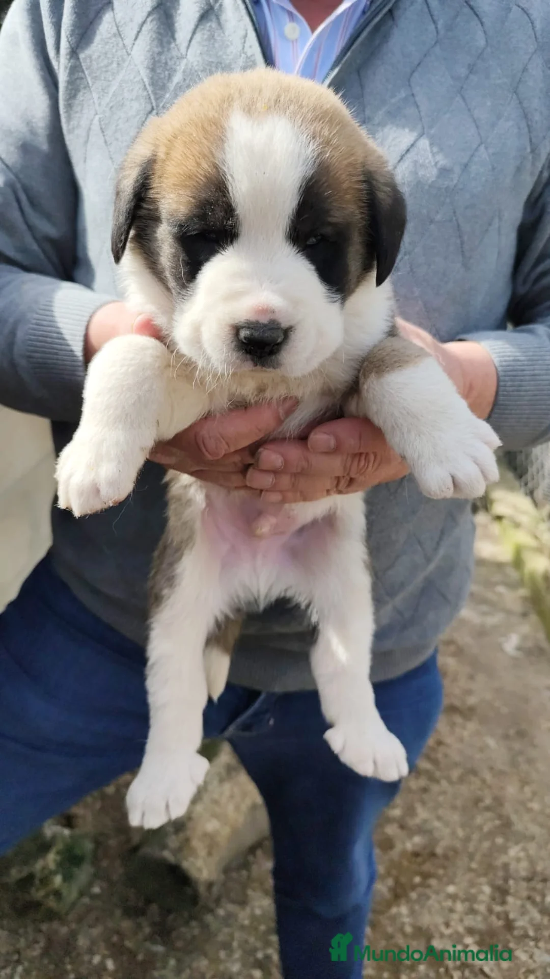 Mastín Español perros en venta: PRECIOSOS CACHORRITO DE MASTIN  - Anuncio 2