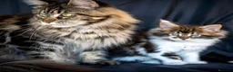 Maine Coon gatos en venta: Maine Coon Tabby Golden - Anuncio 5