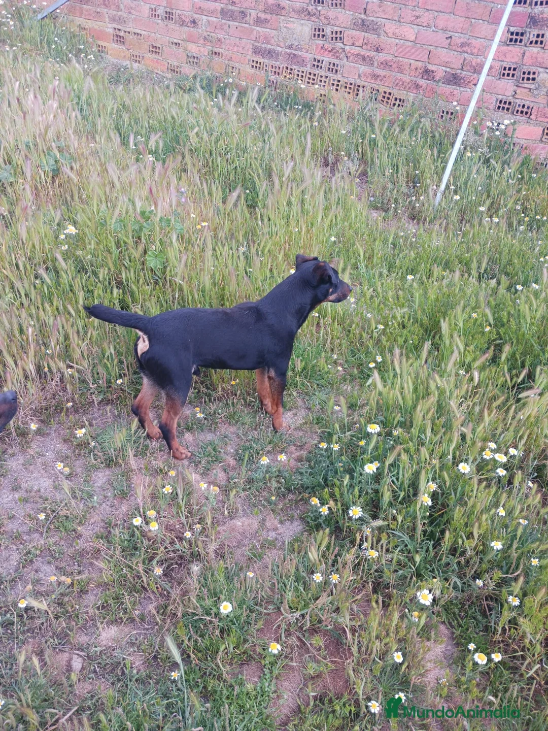 Terrier Alemán de Caza perros en venta: Jack terrier. - Anuncio 2