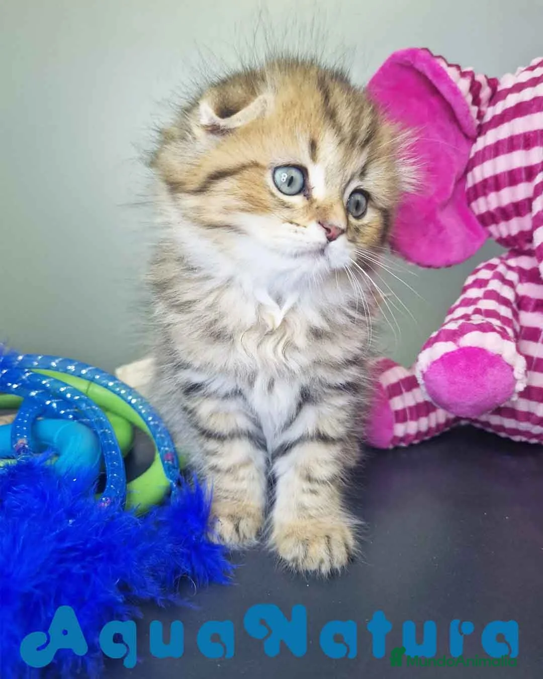Scottish Fold gatos en venta: Scottish Fold Macho 7906 AQUANATURA - Anuncio 1