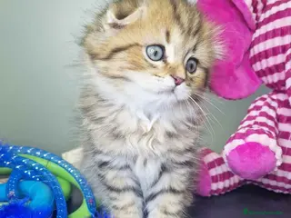 Scottish Fold gatos Scottish Fold Macho 7906 AQUANATURA - Anuncio 2