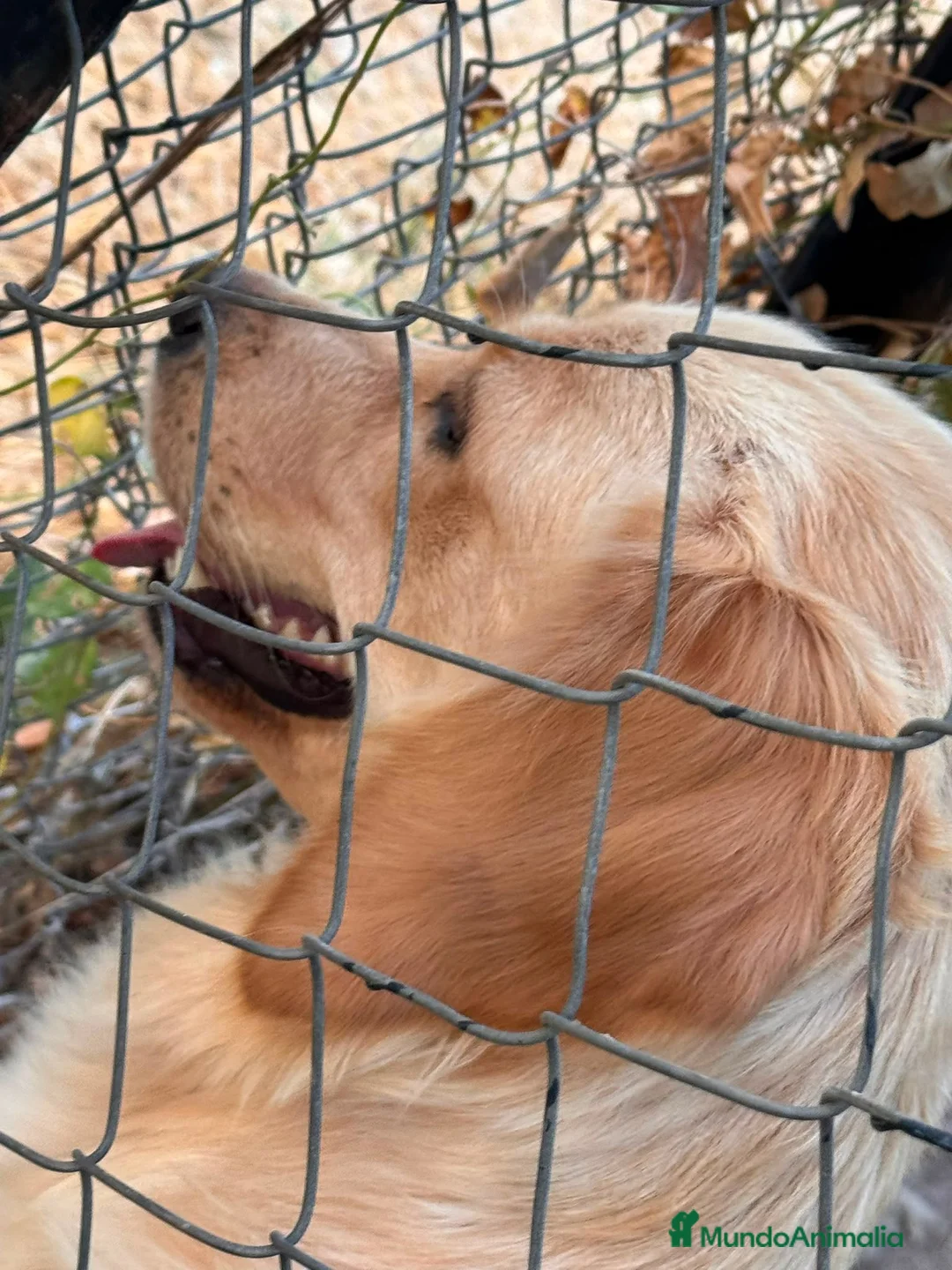 Golden Retriever perros en venta:  golden detriever  - Anuncio 2