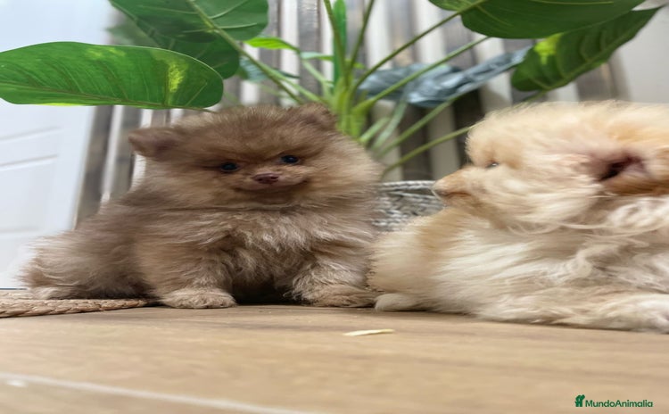 Pomerania perros - Anuncio 1