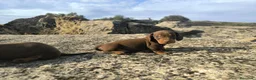 Teckel Miniatura perros en venta: Camada de teckel miniatura - Anuncio 5