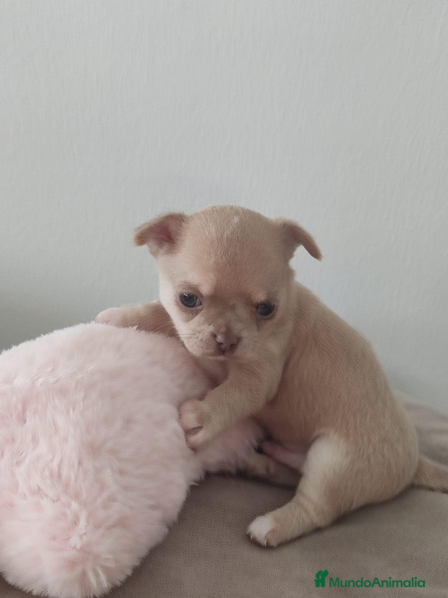 Chihuahua perros en venta: Disponible Chihuahuas Rusos Machos - Anuncio 2