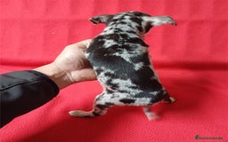 Chihuahua perros en venta: Chihuahua Merle  - Imagen 2