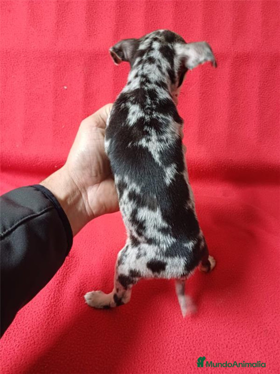 Chihuahua perros en venta: Chihuahua Merle  - Imagen 2
