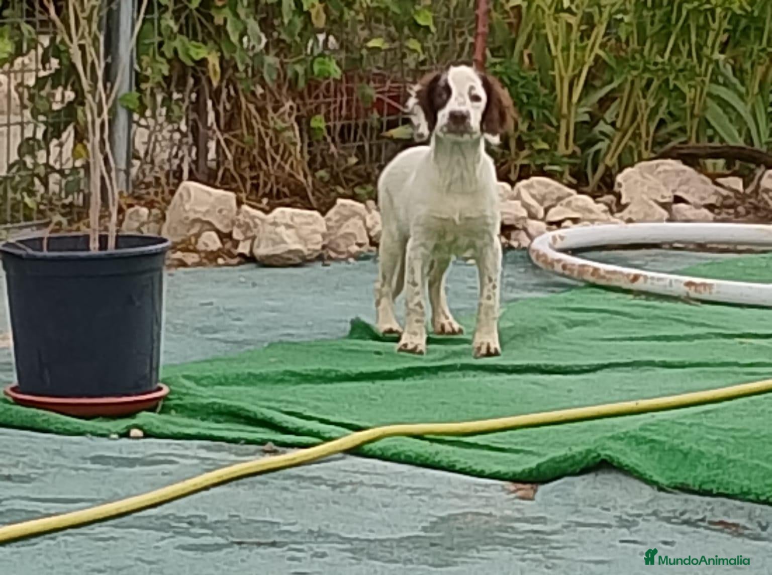 English Springer Spaniel perros Springer  - Anuncio 4
