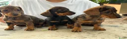 Teckel Miniatura perros en venta: Teckel mini  - Anuncio 8