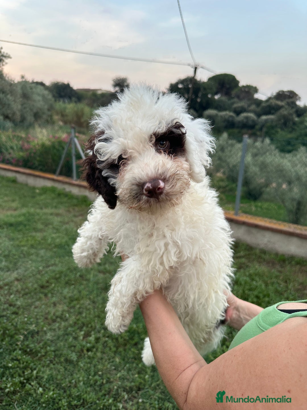 Perro de Agua Español perros en venta: Cachorro Perro de Agua - Imagen 1