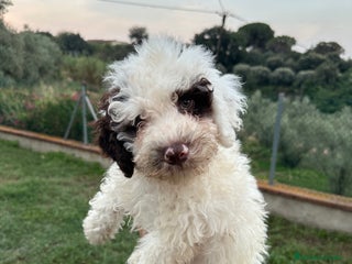 Perro de Agua Español perros - Anuncio 9