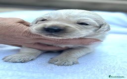 Golden Retriever perros en venta: Preciosos cachorros de Golden retriever - Imagen 9