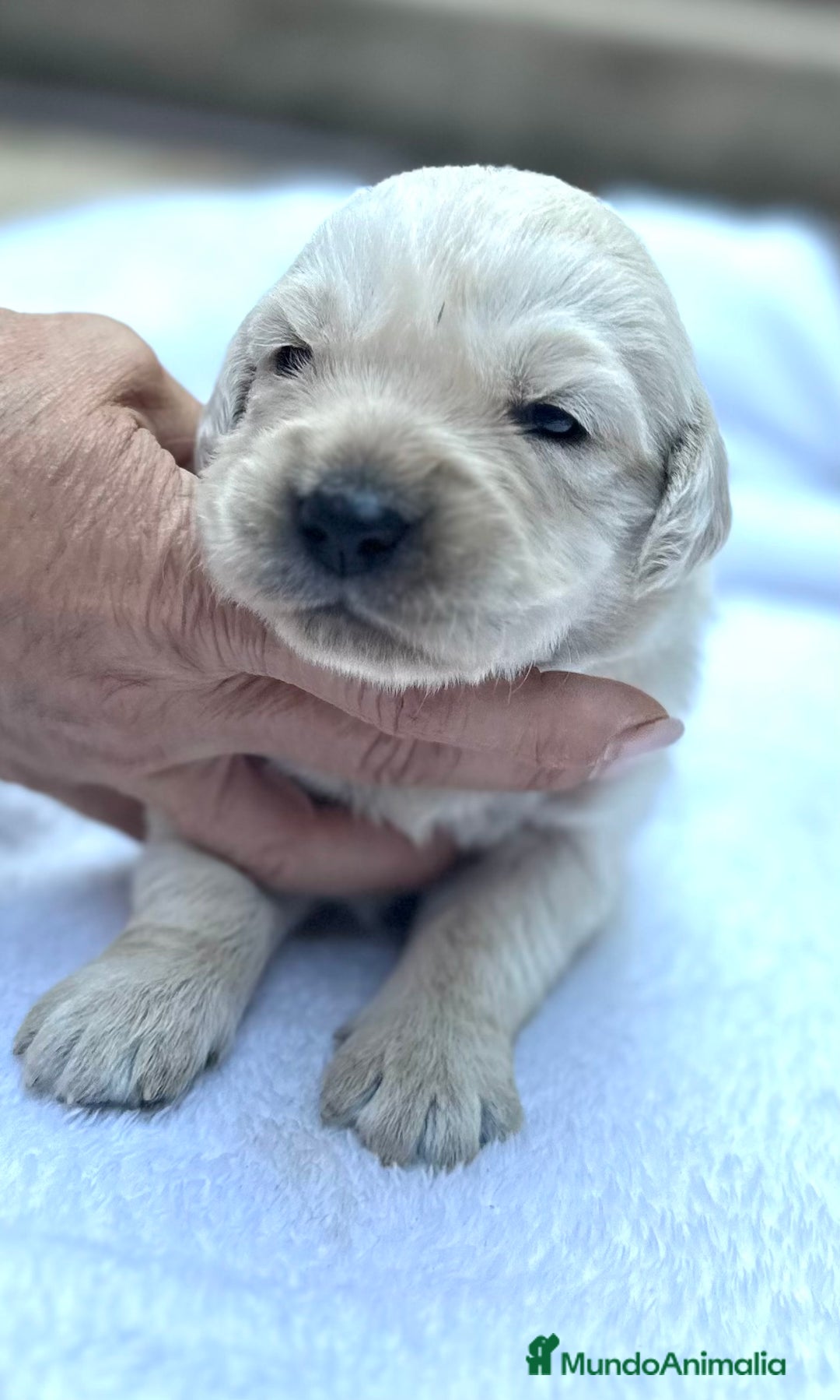 Golden Retriever perros en venta: Preciosos cachorros de Golden retriever - Imagen 9