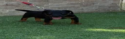 Terrier Alemán de Caza perros en venta: Cachorra Jagd terrier  - Anuncio 3