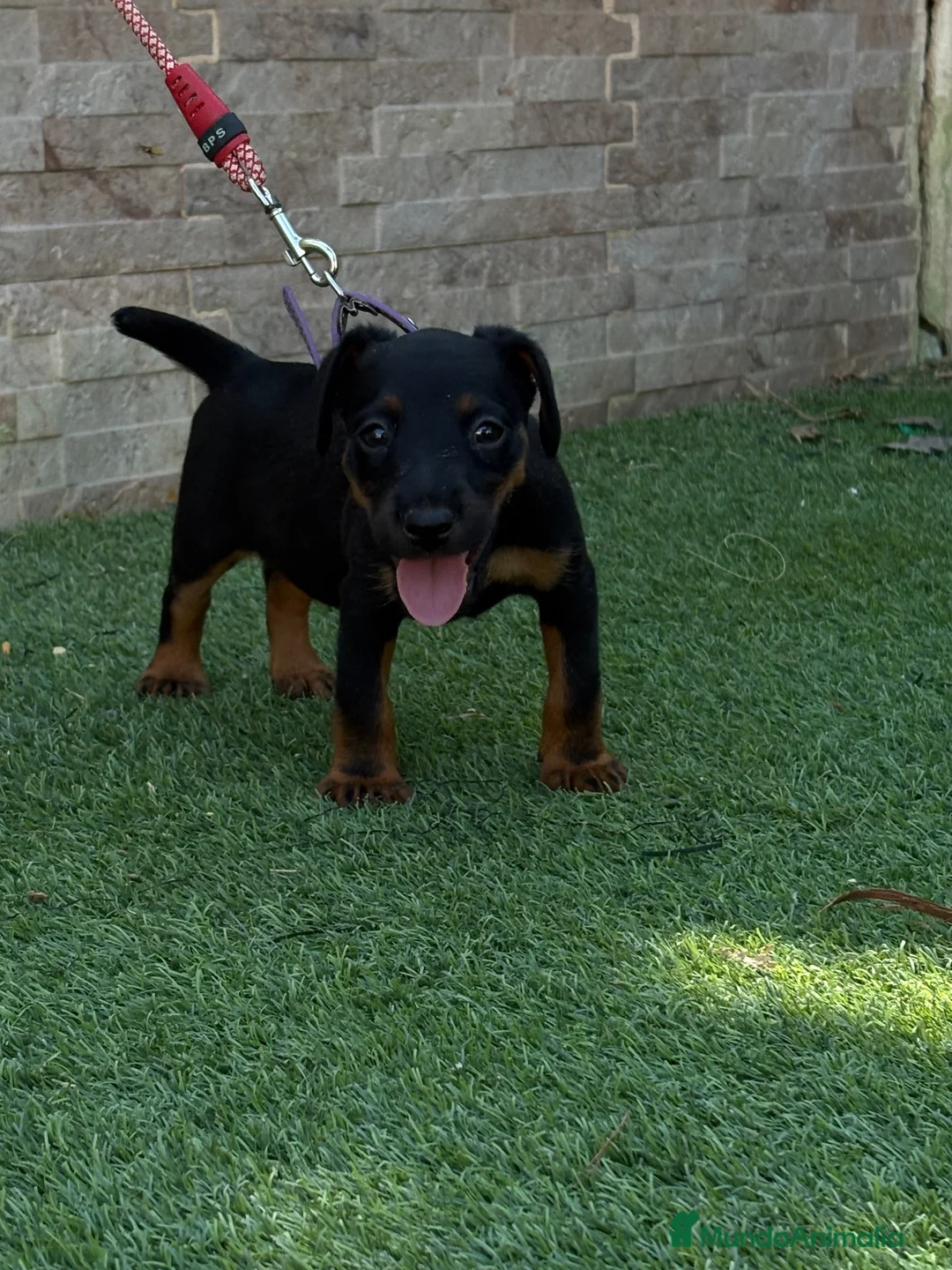 Terrier Alemán de Caza perros en venta: Cachorra Jagd terrier  - Anuncio 3