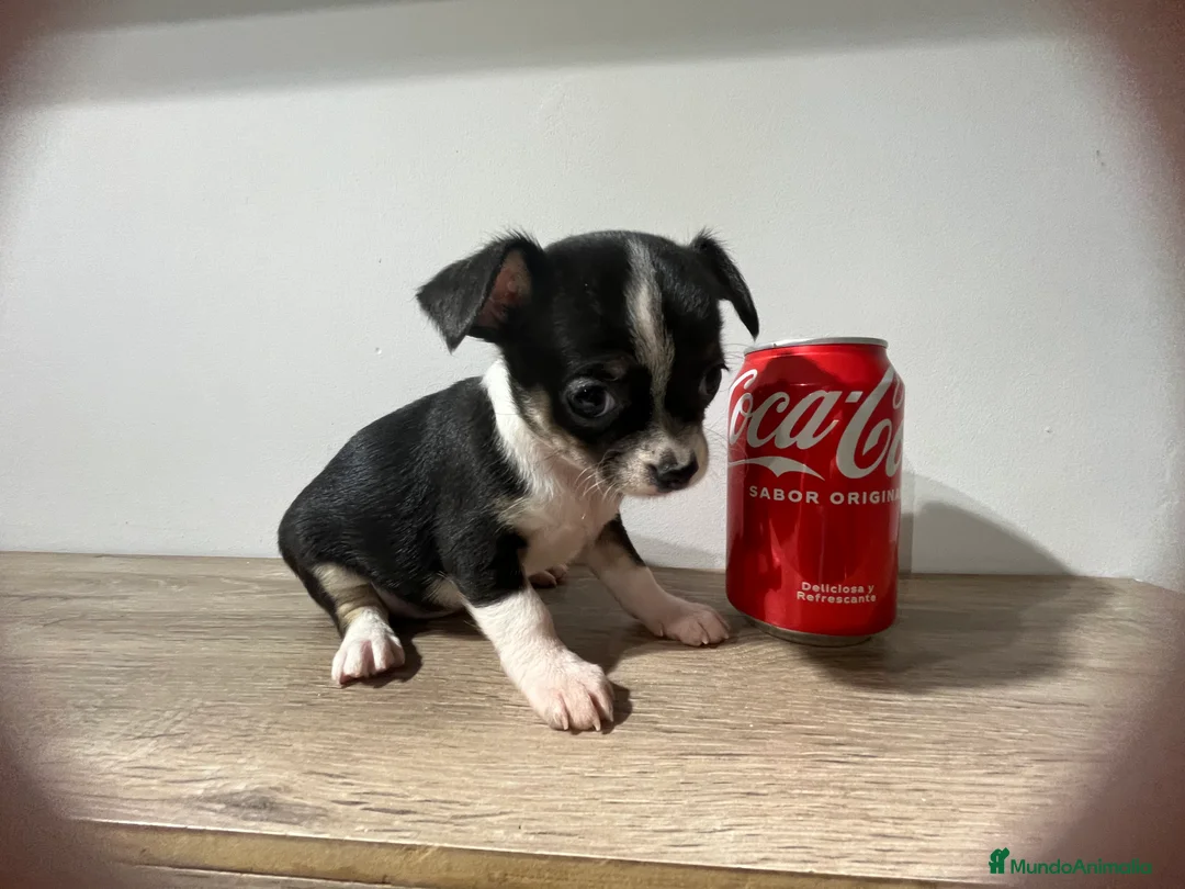 Chihuahua perros en venta: Chihuahua toy en Barcelona - Anuncio 6