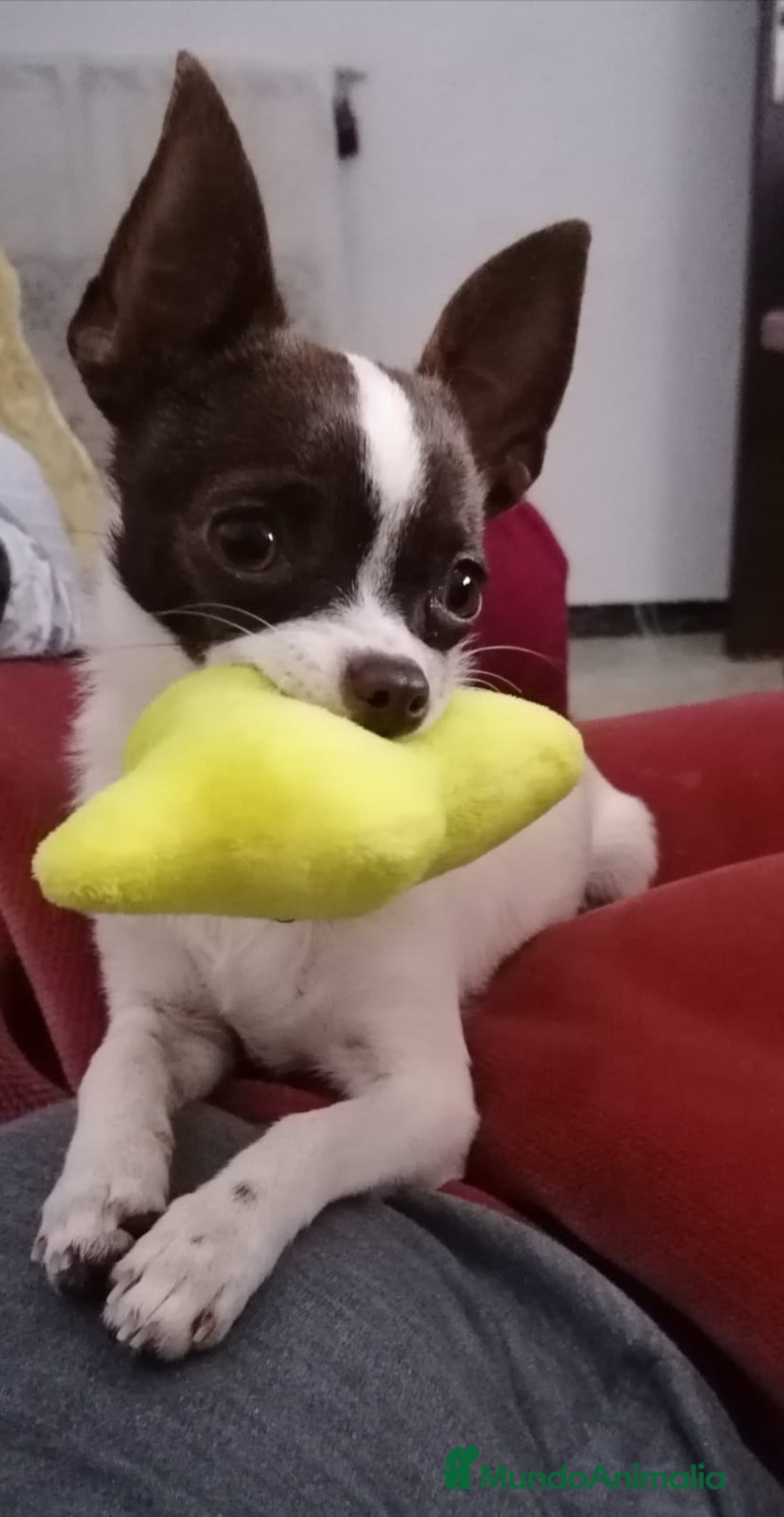 Chihuahua perros en venta: Chihuahua mini toy cabeza manzana  - Imagen 8