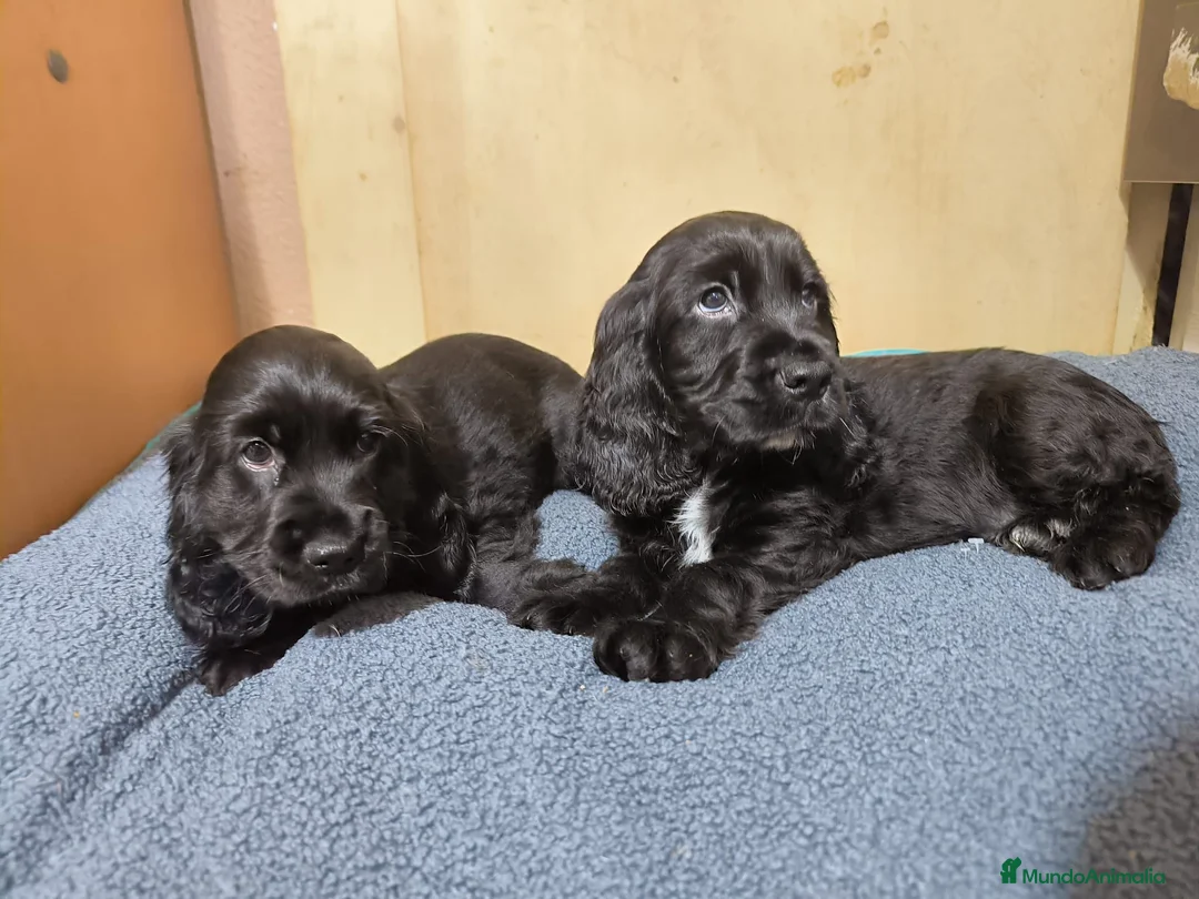 Cocker Spaniel Inglés perros en venta: Camada de Cocker en Madrid en Madrid - Anuncio 13