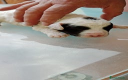 Perro de Agua Español perros en venta: Hembras PDAE - Imagen 4