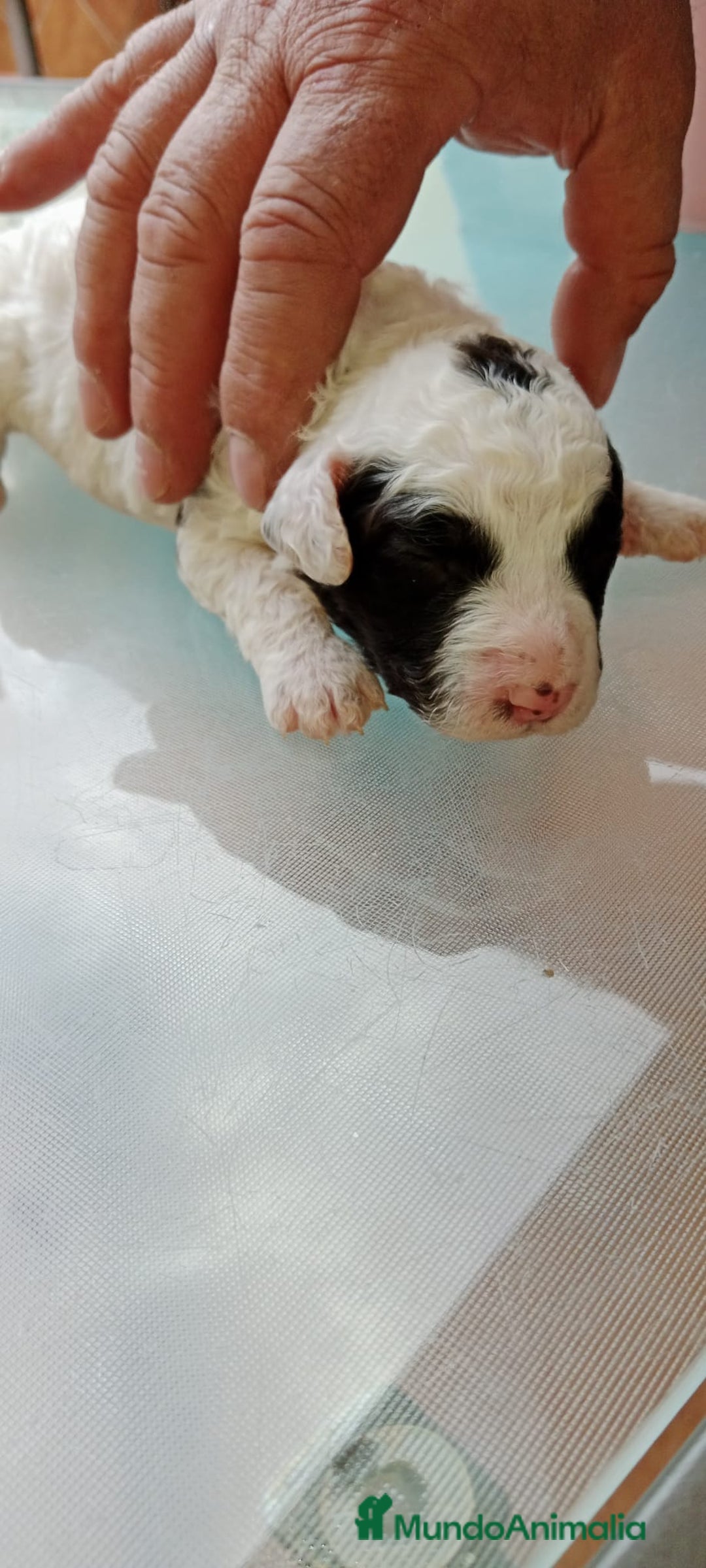 Perro de Agua Español perros en venta: Hembras PDAE - Imagen 4