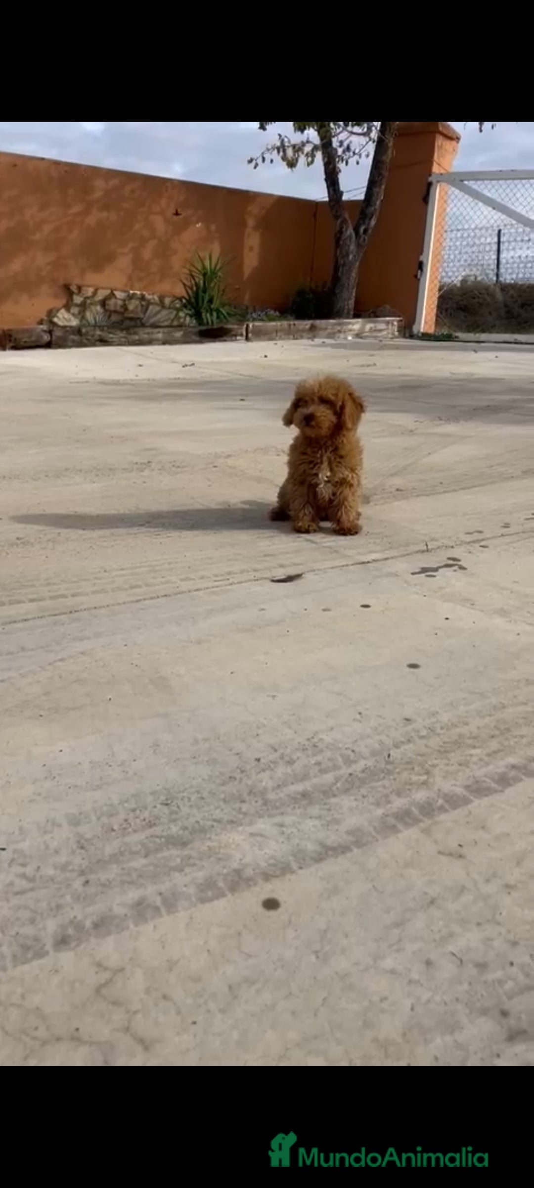 Caniche Enano perros en venta: Caniches enanos - Anuncio 5