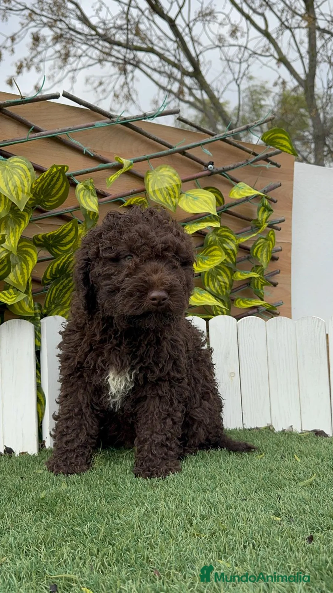 Perro de Agua Español perros en venta: PERRO DE AGUA HEMBRAS - Anuncio 3